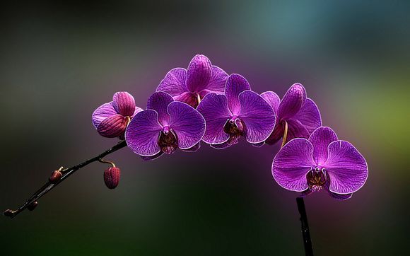 meja是什么意思
